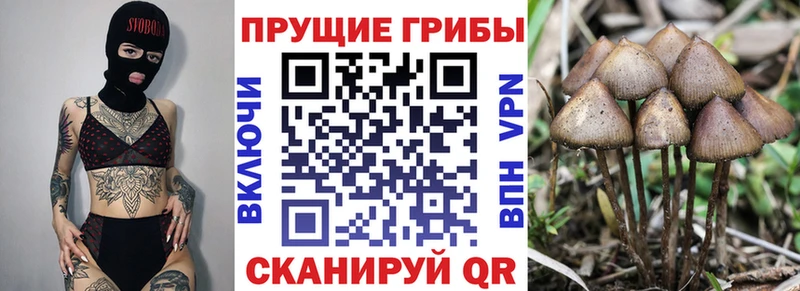закладки  Магадан  OMG ТОР  даркнет какой сайт  Псилоцибиновые грибы Psilocybe 